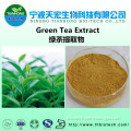 GMP halal green tea powder/green tea polyphenols powder/green tea extract